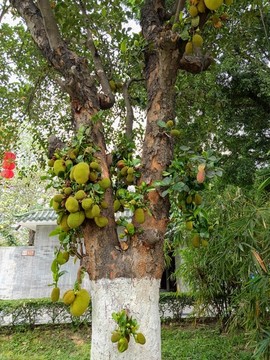 菠蘿蜜