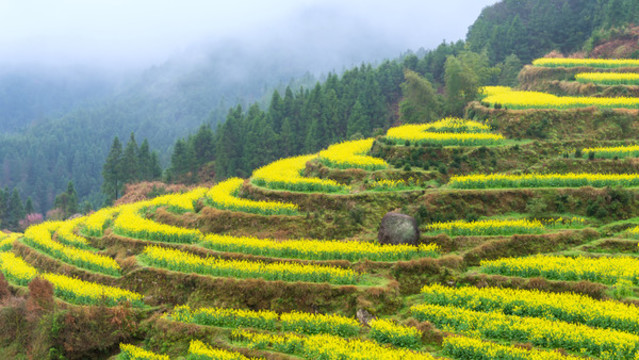 江西婺源江嶺油菜花風(fēng)景