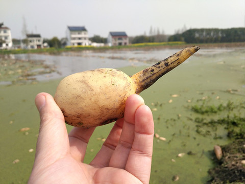 小藕圖