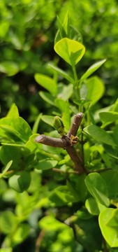 綠色植物發(fā)芽