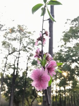桃花