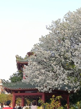 梨樹