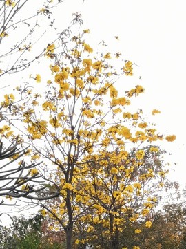 黃花風鈴木