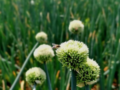 大蔥開花