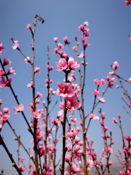 桃花滿枝