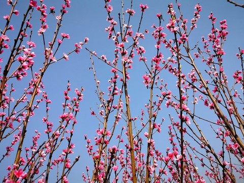 桃花滿枝