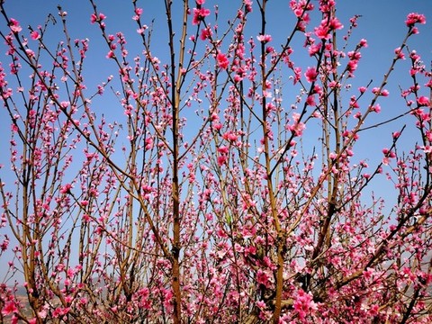 桃花滿枝