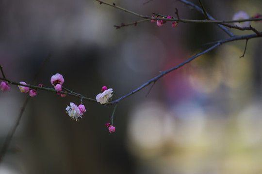 梅花