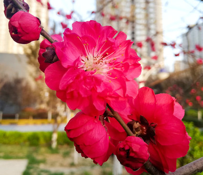 早春紅梅花兒開
