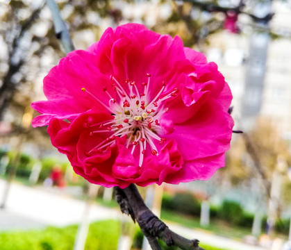 梅花枝頭