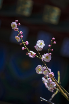 梅花