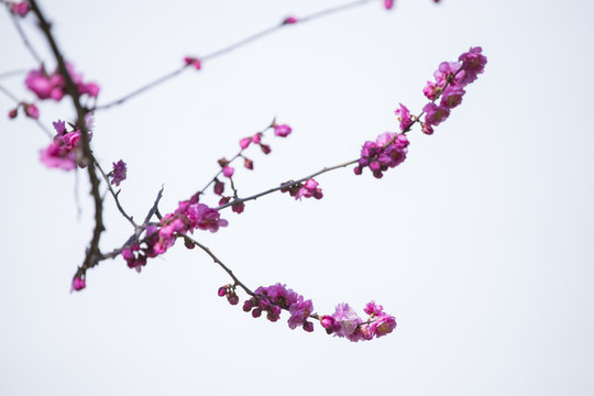 梅花