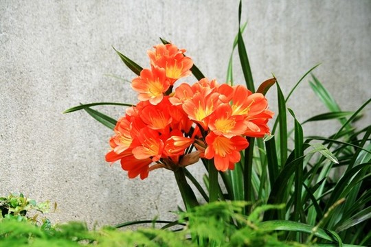 君子蘭
