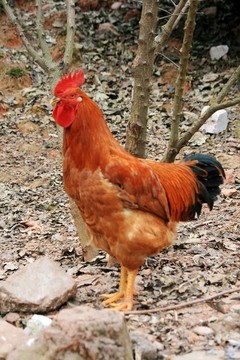 跑山雞