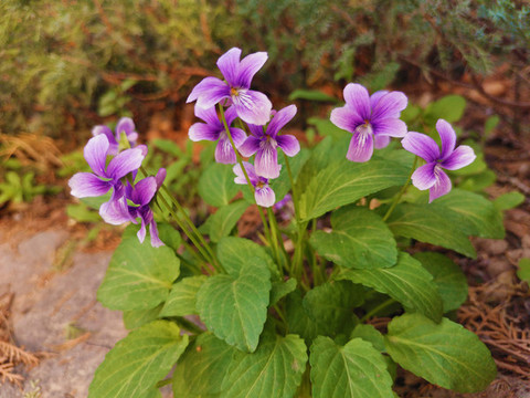 紫花地丁