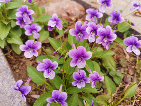 紫花