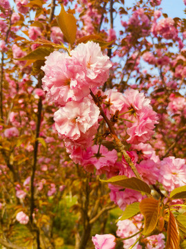櫻花