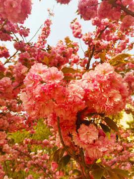 櫻花