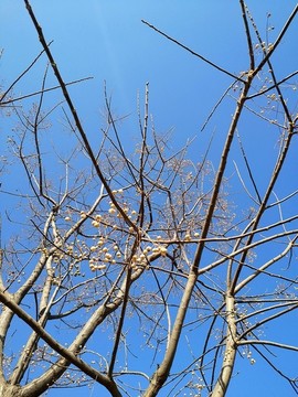 冬季樹枝天空
