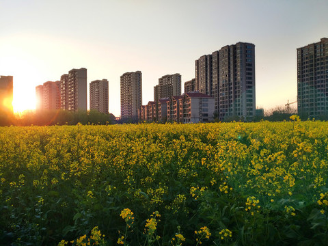 民居油菜花海