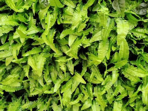 綠植墻