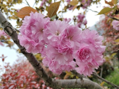 櫻花特寫