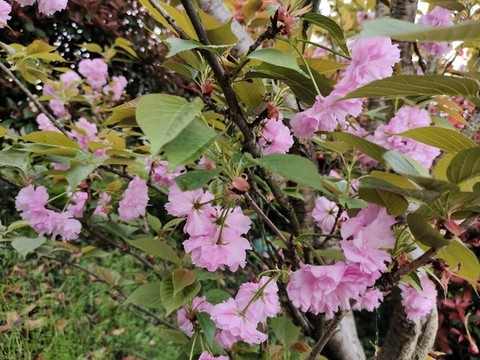 櫻花園