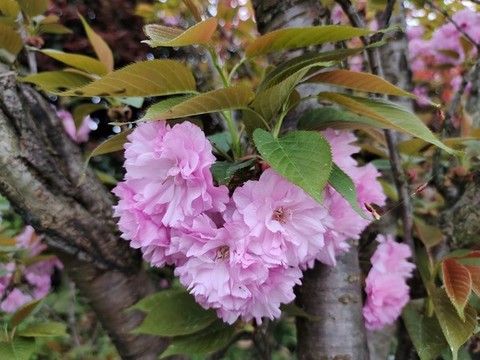 櫻花