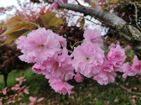 爛漫櫻花