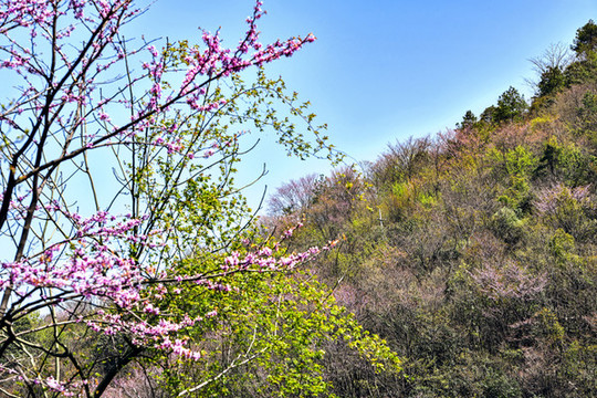 紫荊花開