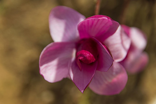 紫玉蘭花