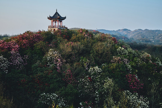 貴州百里杜鵑