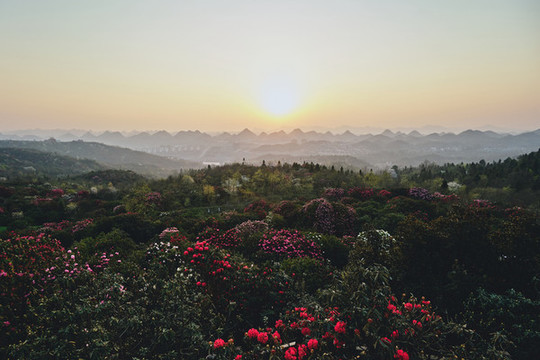 貴州百里杜鵑
