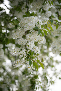 稠李子花