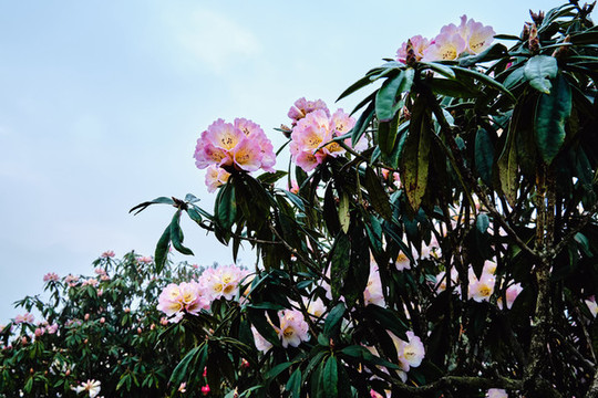 貴州百里杜鵑