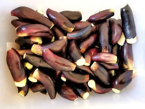 紫皮茄子