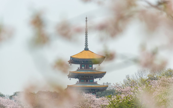 武漢東湖五重樓櫻花