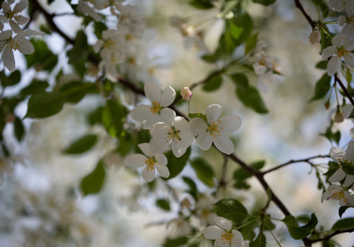 山丁子花