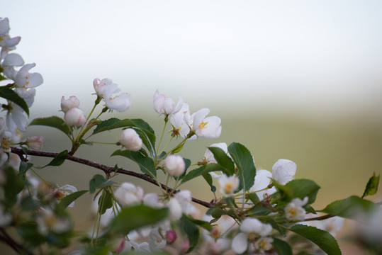 山丁子花
