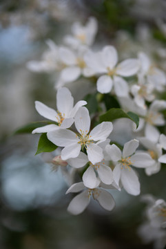 山丁子花