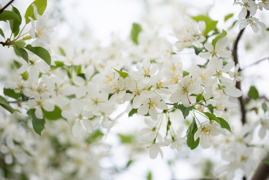 山丁子花