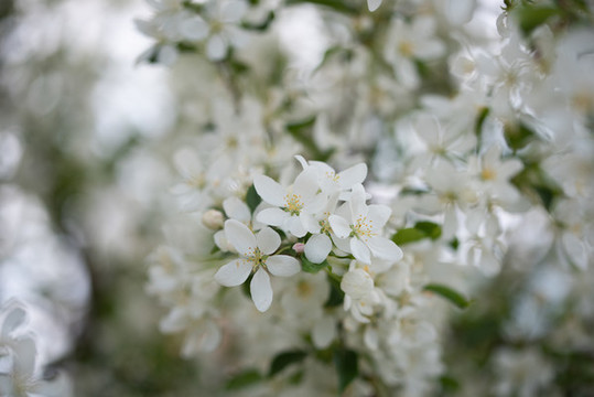 山丁子花