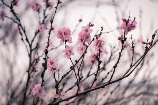 梅花