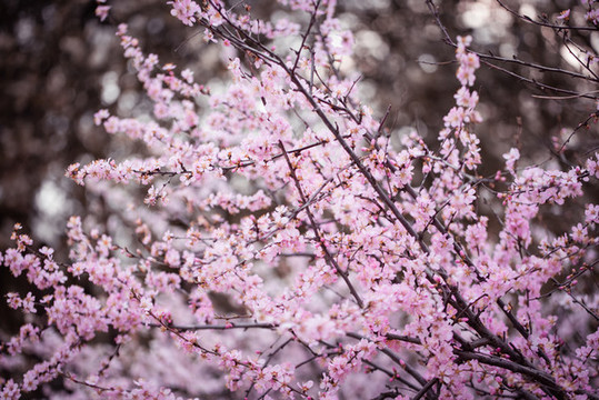 梅花