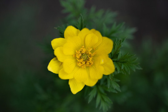 金雞菊