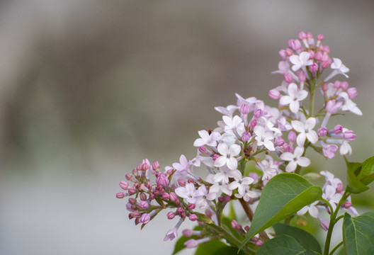 丁香花