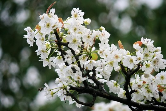 梨花