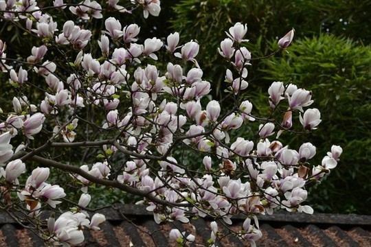 玉蘭花枝