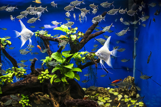 海底世界的魚群