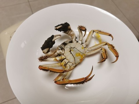 大閘蟹